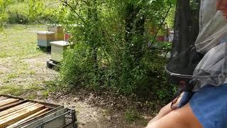 Anton harvesting honey at Vdovichenko Bee Farm