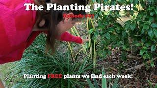 Planting FREE Plants we find Weekly! | The Planting Pirates Episode #27