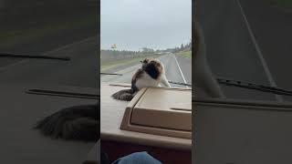Callie the CAT Discovers Windshield Wipers