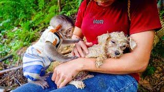 Monkey MiMi and mother rescue their puppy from the water. So heartwarming!