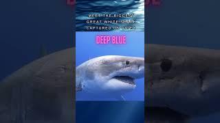 The Biggest Great White Shark Capture on Video #shorts #sharks #greatwhite #bigblue