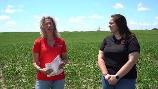 Managing Potassium in Crops