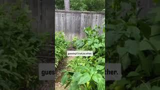 Tired of following all the rules and still feeling like your garden failed? #garden #plants #spring