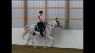 Exercises to Break up the Pace for Gaited Horses