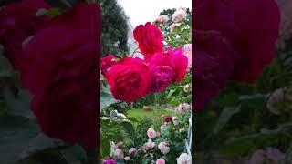 Цветение роз лето 2020