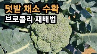 브로콜리 양배추 추비주기/ 텃밭농사 채소 수확하기/ 브로콜리 모듬상추 쑥갓 깻잎 아욱 수확하기/ 텃밭농사/ 도시텃밭농사/ 주말농장