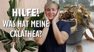 SOS Calathea  Die 11 häufigsten Probleme deiner Pflanze + Lösungen! (Goeppertia)