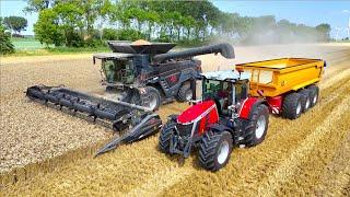 Wheat Harvest '24 | NEW MASSEY FERGUSON IDEAL 7 + MF 8S 305 | NIVU