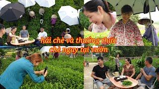 Toàn cảnh sản xuất chè thủ công và thưởng thức chè ngay tại vườn