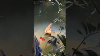 detik-detik buaya meyerang anjing