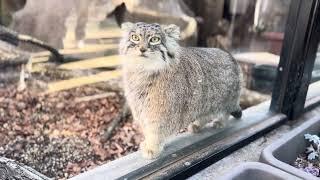 ガラス前をウォーキングオリーヴァちゃん　マヌルネコ　埼玉県こども動物自然公園にて　2025年3月9日