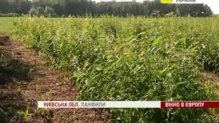 ЄС заявляють про готовність імпортувати біомасу з України. \\ EU to import biomass from Ukraine.