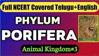 Animal Kingdom Part-3 | Phylum Porifera | NEET 2022 Preparation | Vishnu's Smart Info