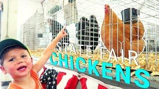 Missouri State Fair Chickens