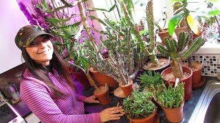 My Euphorbia Succulent Plants Collection - Plant Tour