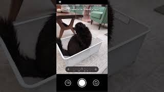 #ad How we take action photos of our black cat (sponsored by Google Pixel)