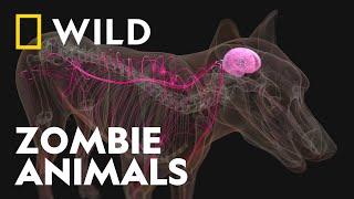 The WILD World of Parasites, Funghi and Viruses | Zombie Animals | National Geographic WILD UK