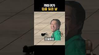 까마귀가 겁을 잃은 날