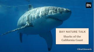 Bay Nature Talk: Sharks of the California Coast