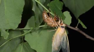 Magicicada septendecim molting May 29, 2016 in Ohio, USA