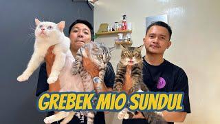 GREBEK MARKAS BESAR REPUBLIC OF CAT