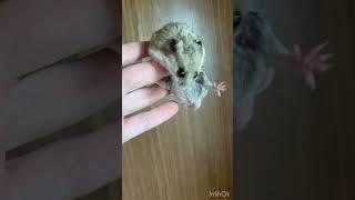 #китайский_хомяк, #Cricetulus_griseus,#pet,#hamster,#funny,#breder,#little,#nice