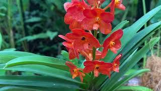 Amazing flowers at National Orchid Garden ( inside Botanic Garden ), Singapore