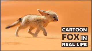 Fennec Fox  Desert Ninja with Big Ears | Nature Nuggets