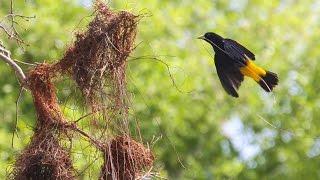 Animal Architects:  Structures That Shelter, House, and Feed Animals