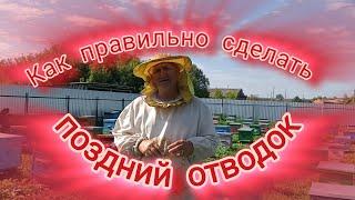 Как правильно сделать поздний отводок