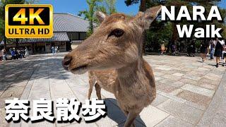 奈良公園と東大寺  ゴールデンウィークで賑わいをみせる｜Nara Park and Todaiji 2023