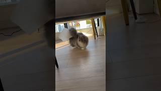 Confused Cat ! #cat #dogs #pets #comedy #funnyanimals #laughoutloudpets #viralvideo #shorts