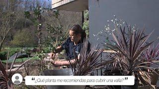 ¿Qué planta me recomiendas para cubrir una valla? - Briconsulta - Jardinatis