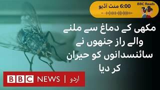 Fly's brain scan revealed unbelievable secrets - BBC URDU