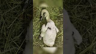 ВСПОМНИМ ДЕТСТВО НАШИХ ВОСПИТАННИКОВ #брестскийаист #stork #birds #аист