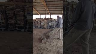 28" bar on a 55 rancher #husqvarna #firewood