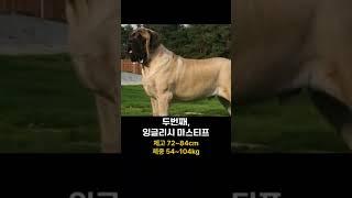 대표적인 초대형견 5종