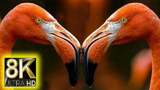 8K Colorful Wildlife Animals Collection in 8K ULTRA HD - NATURE SOUNDS and RELAXING MUSIC FOR 8K TV