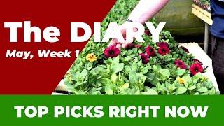 Weekly Nursery Diary: May Blooms & Bedding Plants Guide