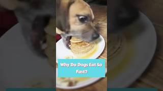 Dog Instincts Unleashed Part 9 #dog #dogs #doglover #dogshorts #puppy #pets #waggypurrs #funny