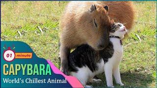 Capybara  World's Chillest Animal | Nature Nuggets