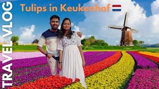 Tulip Farm | Kuekonhof | Windmill Cruise | Day Trip from Amsterdam, Netherlands - Europe- 2024 ️