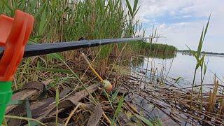 Улюблене і єдине болото не підводить літом