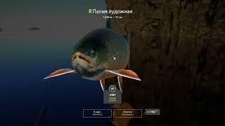 Russian Fishing 4  Палия на Ладожском озере, оснастка и техника ловли.