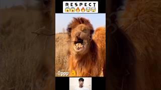 Respect || the lion  #shorts