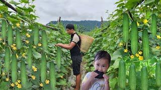 Harvesting cucumbers, the daily life of a 20-year-old Vietnamese single father