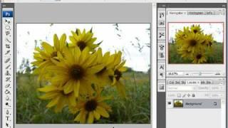 Apply Auto Levels to an Image in Photoshop CS3