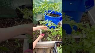 A little PRUNING of my  BIG BOY TOMATO & CALIFORNIA WONDER PEPPER Plants 🪴