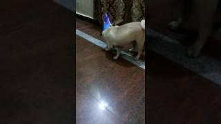 Pug playing video