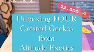 Unboxing 4 New Crested Geckos from Altitude Exotics